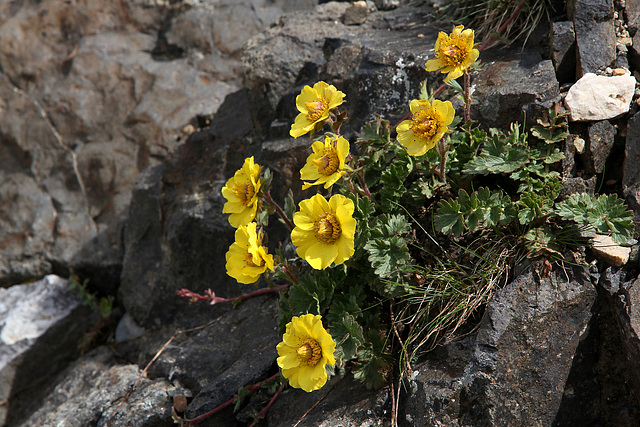 Berg-Nelkenwurz