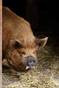 Kune Kune-Schwein Tommy (Wilhelma)