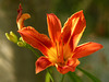 Day Lily