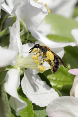 Biene im Apfelbaum