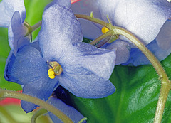 African Violet in Bloom