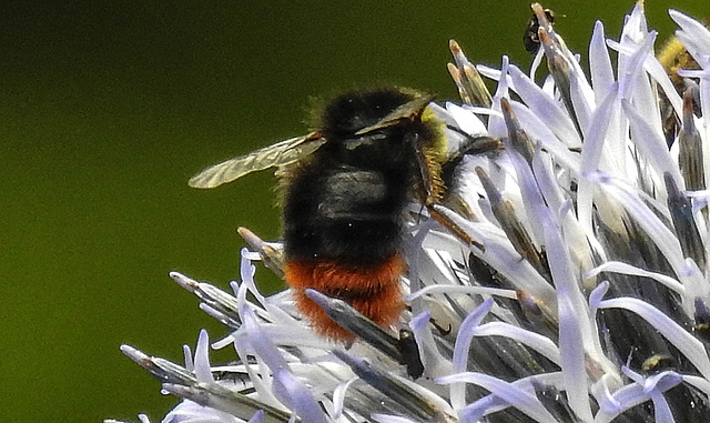 20190709 5394CPw [D~LIP] Wiesenhummel, Kugeldistel (Echinops bannaticus), Bad Salzuflen