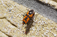 Ritterwanze (Lygaeus equestris) an der Balkonwand