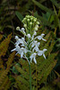 Platanthera conspicua (Southern White Fringed orchid)