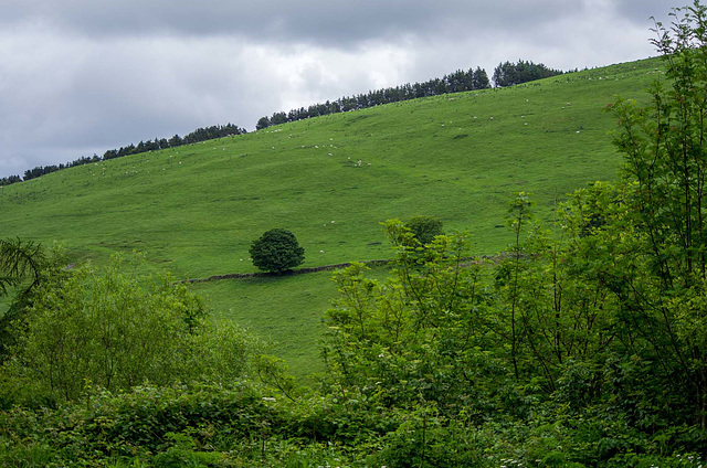 From a walk at Moel Famau13