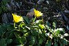 Calendula arvensis