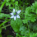 20210721 1854CPw [D~LIP] Damaszener Schwarzkümmel (Nigella damascena), Bad Salzuflen
