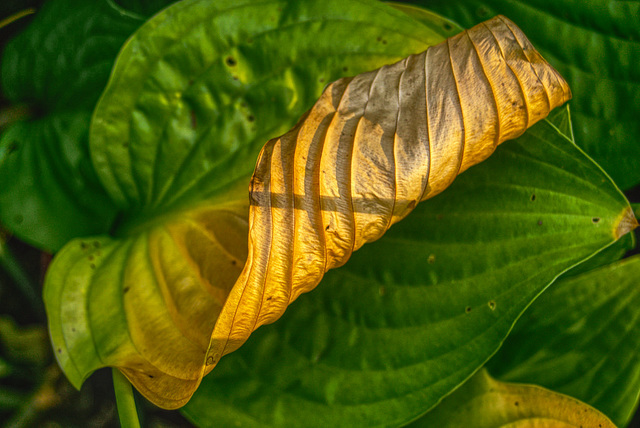 Hosta Leaves