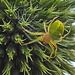 20230623 1187CPw [D~LIP] Kürbisspinne (Araniella cucurbitina), Bad Salzuflen