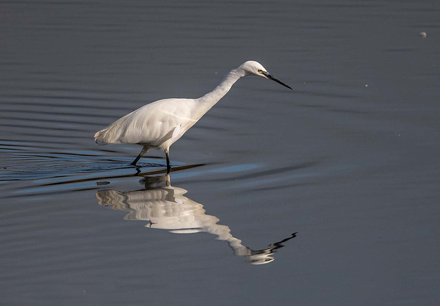 Little egret