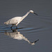 Little egret