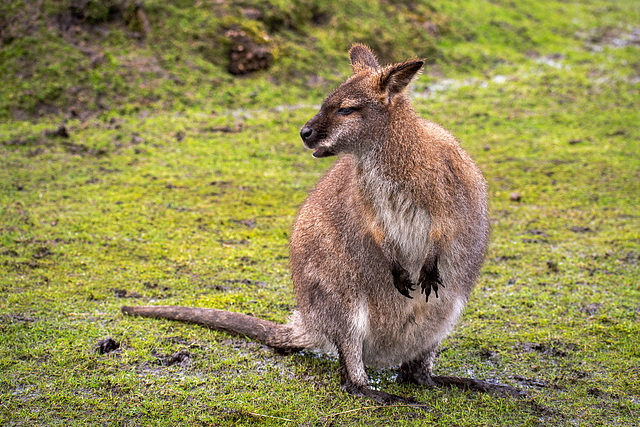 Wallaby