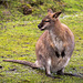 Wallaby