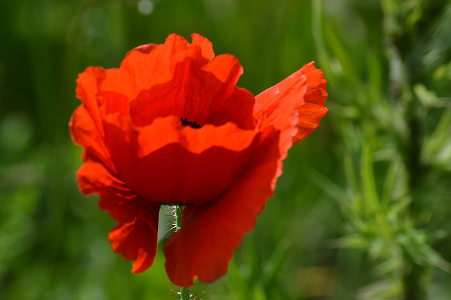 Mondriaan Poppy