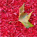 Fallen Leaf Fallen Leaf