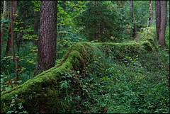 Die steinerne Rinne