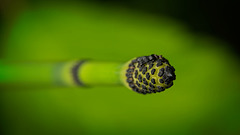 Die Spitze der Schachtelhalme (Equisetum) :)) The tip of the horsetail plant (Equisetum) :)) La pointe de la plante prêle (Equisetum) :))