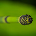 Die Spitze der Schachtelhalme (Equisetum) :)) The tip of the horsetail plant (Equisetum) :)) La pointe de la plante prêle (Equisetum) :))