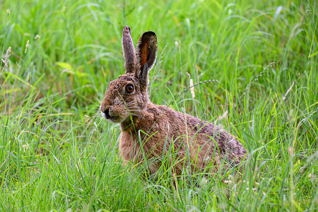 Hase - 20260607