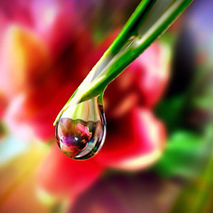 Perle d'eau