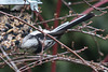 20150315 7372VRTw [D~RI] Schwanzmeise (Aegithalos caudatus), Rinteln