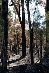 Bush fire 2