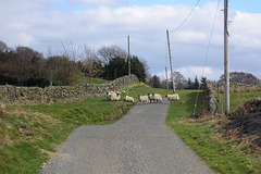 Sheep On The Road To Parton