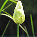 American lotus flower bud