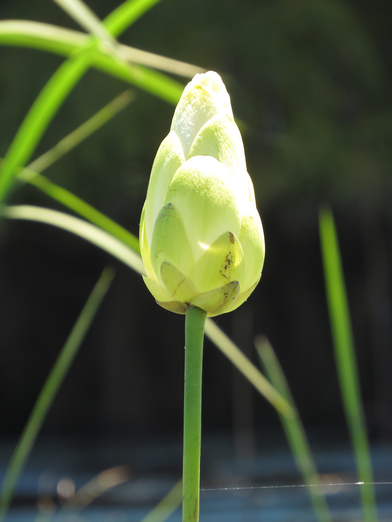 American lotus flower bud