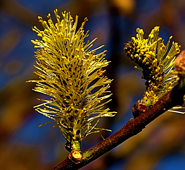 Pussy Willow