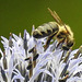 20190709 5399CPw [D~LIP] Honigbiene, Käfer, Kugeldistel (Echinops bannaticus), Bad Salzuflen