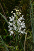 Platanthera conspicua (Southern White Fringed orchid)