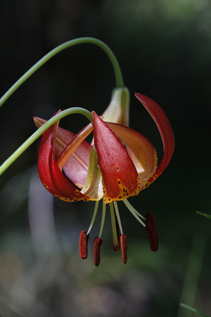 Leopard Lily