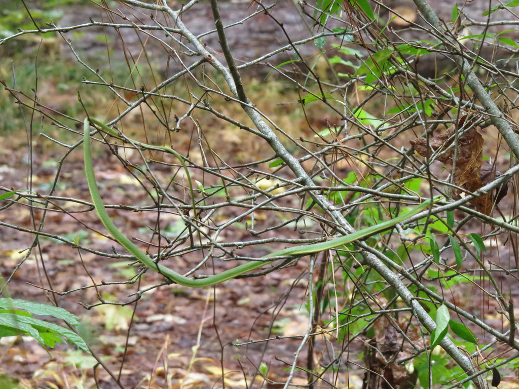 Rough green snake