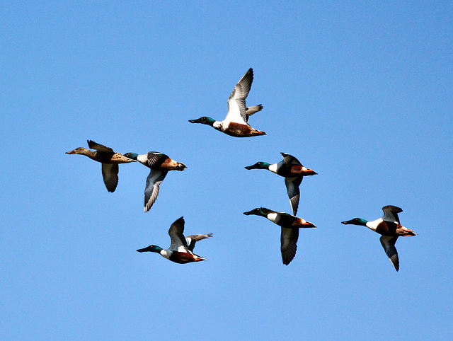 Löffelentenflug mit Anführerin Löffelentenflug mit Anführerin