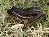 Frog in the garden of Hawley House Hotel