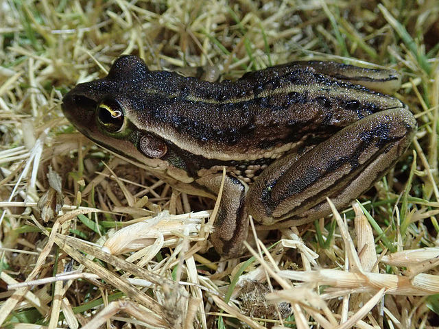 Frog in the garden of Hawley House Hotel