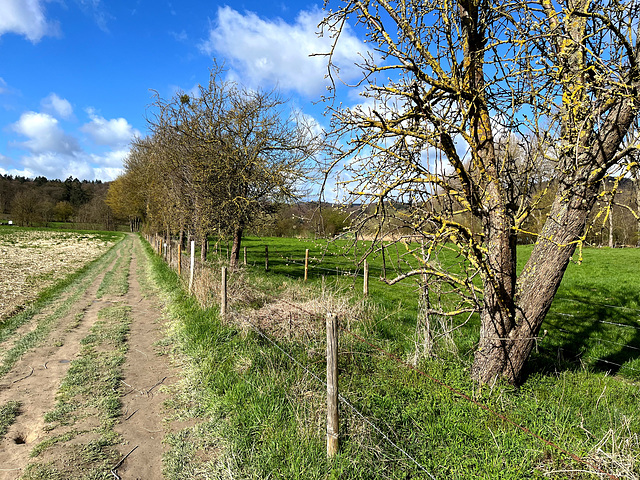 DE - Glees - Landschaft im Frühling