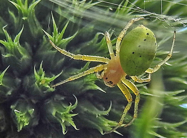 20230623 1192CPw [D~LIP] Kürbisspinne (Araniella cucurbitina), Bad Salzuflen