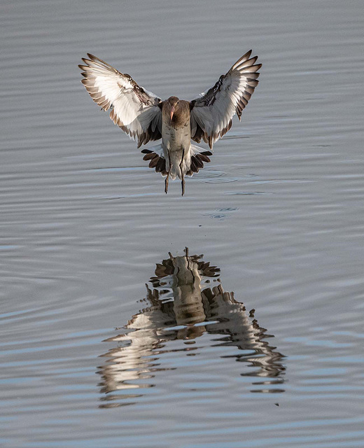 Black tailed godwit