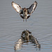 Black tailed godwit