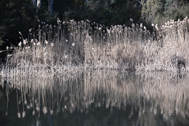 Winter lake