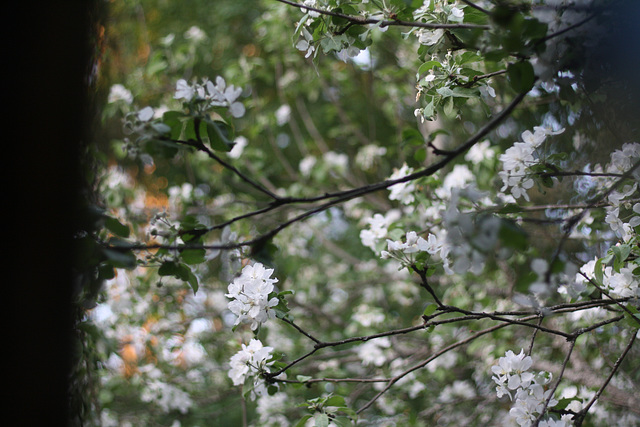 Apple tree blooming