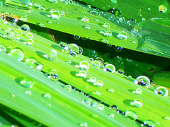 I just love water droplets on vegetation.