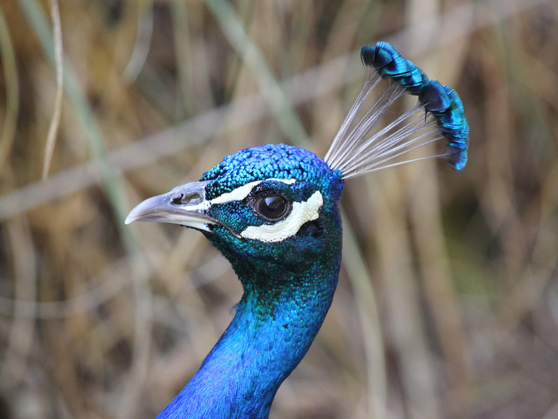 Parc des oiseaux, Villars-les-Dombes (Ain, France)