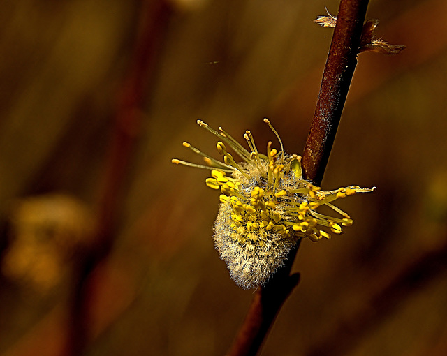 Pussy Willow