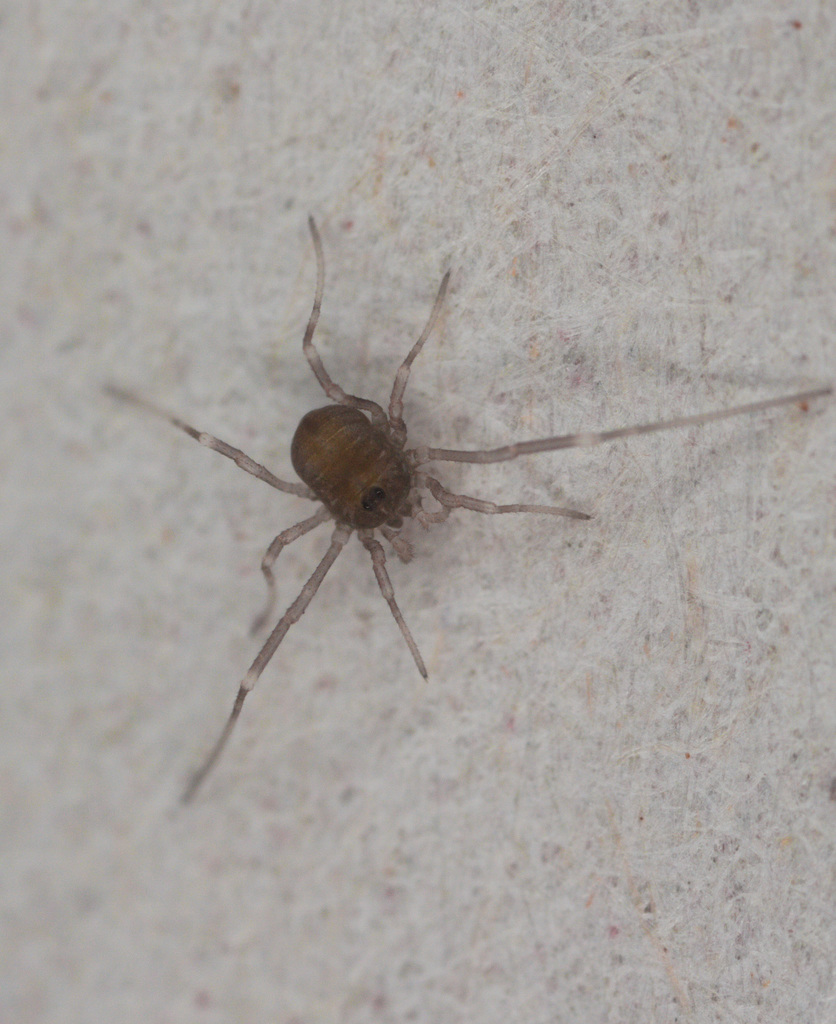 HarvestmanIMG 9449