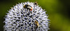 20190709 5402CPw [D~LIP] Honigbiene (Apis mellifica), Wiesenhummel (Bombus patrorum), Kugeldistel (Echinops bannaticus), Bad Salzuflen