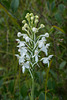 Platanthera conspicua (Southern White Fringed orchid)