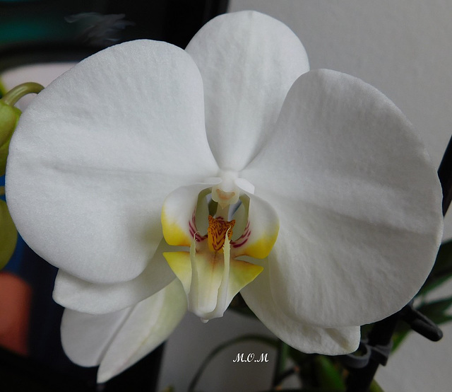 Orchidée************